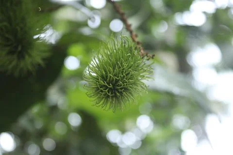 A rambutan fruit on the tree Stock Photos