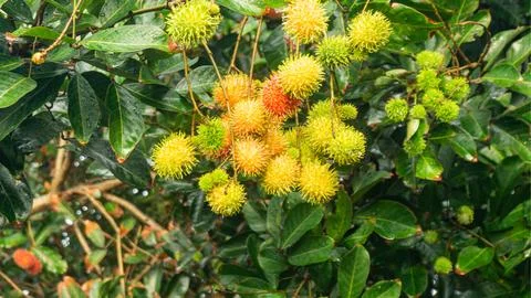 Rambutan fruit on a tree Stock Photos
