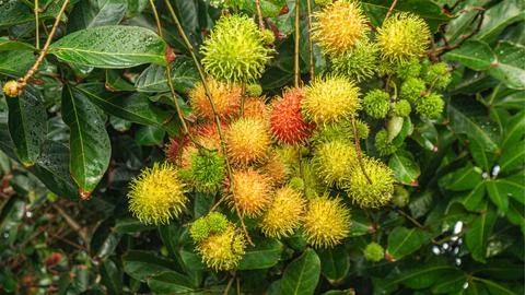 Rambutan fruit on a tree Stock Photos