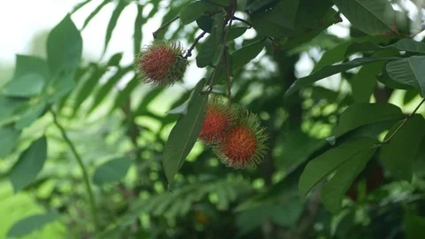 Rambutan hanging under the tree Stock Footage 79504629