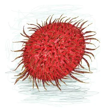 Rambutan Stock Illustration