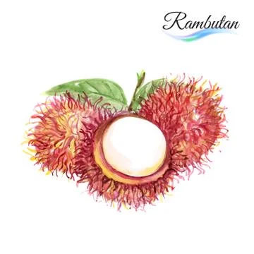 Rambutan Stock Illustration