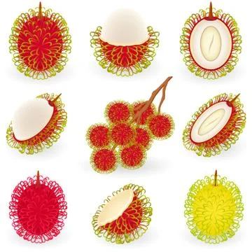 Rambutan Stock Illustration