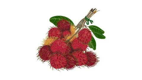Rambutan Stock Illustration