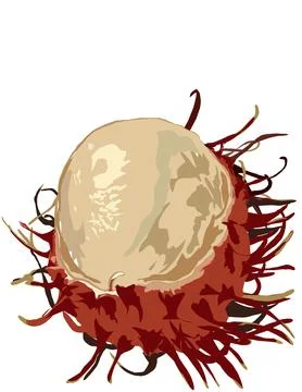 Rambutan Stock Illustration