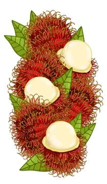 Rambutan isolated, Vector, composition. Stock Illustration