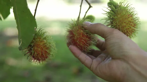 Rambutan keeping Stock Footage 35970788