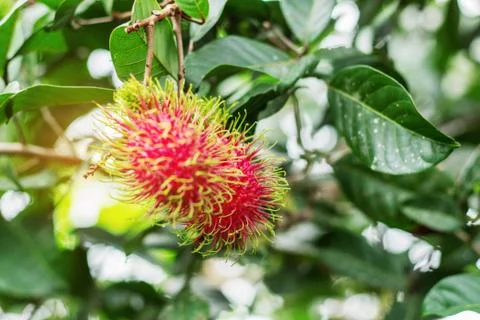 Rambutan with leafy background. Stock Photos