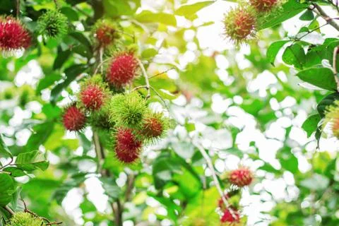 Rambutan with light background. Foto stock