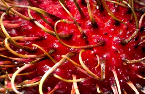 Rambutan macro 스톡 사진