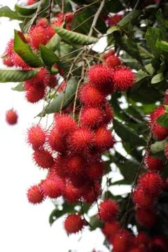 Rambutan Stock Photos