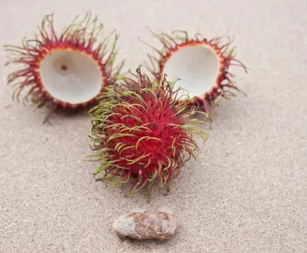 Rambutan 写真素材