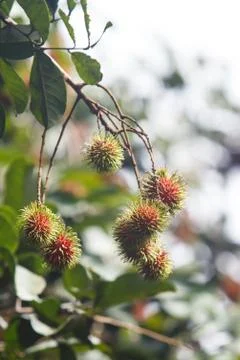 Rambutan Stock Photos
