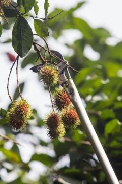 Rambutan Stock Photos