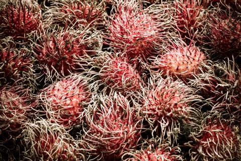 Rambutan Stock Photos