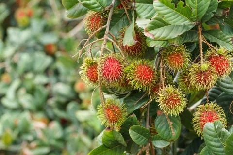 Rambutan Stock Photos