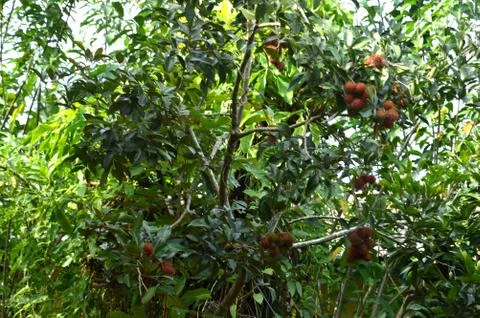 Rambutan Stock Photos