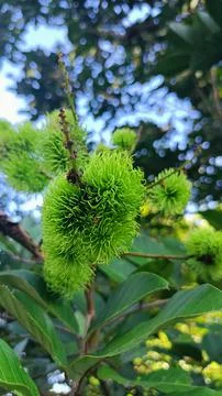 Rambutan Foto stock