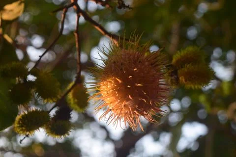 Rambutan Stock Photos