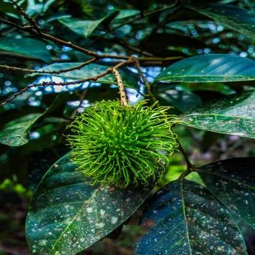 Rambutan Stock Photos