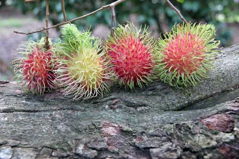 Rambutan put on the tree. Stock Photos