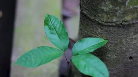 Rambutan shoots with the tree Stock Footage 235969776
