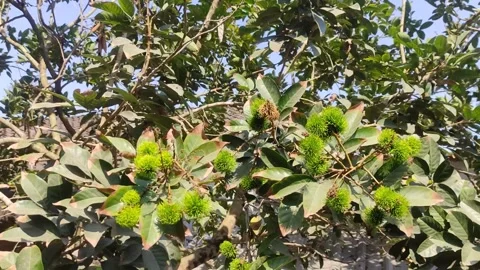 Rambutan is still green before it ripens on the tree. Young rambutans Stock Footage 252179343
