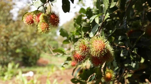 The rambutan swing in the wind. Stock Footage 110621969