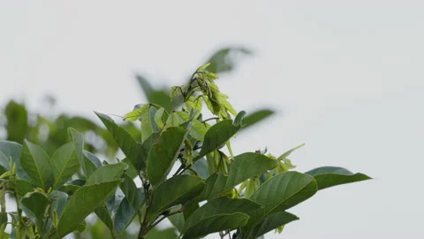 The rambutan tree has broad green leaves that are wet with drizzling rain a.. Stock Footage 234956866