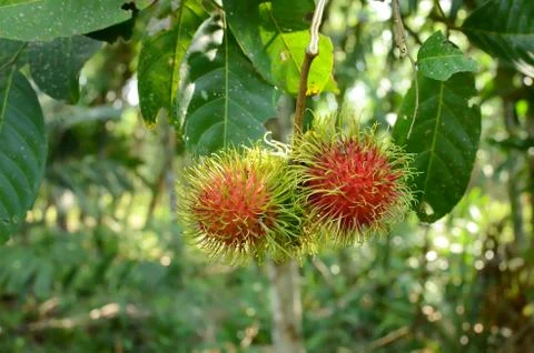 Rambutan on the tree Stock Photos