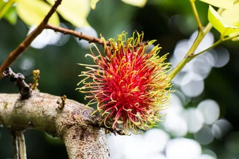 Rambutan on tree Stock Photos