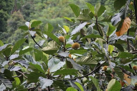 Rambutan on tree 스톡 사진
