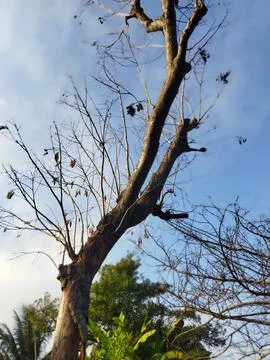 Rambutan tree Stock Photos