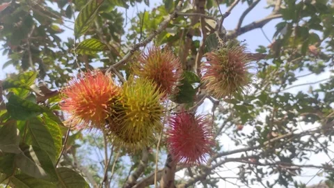 Rambutan on the tree. Rambutan Stock Footage 255403573