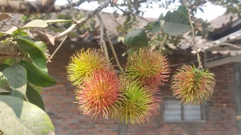 Rambutan on the tree. Rambutan Stock Footage 255403580