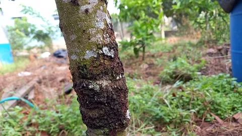 Rambutan tree trunk 스톡 동영상 158666885