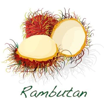 Rambutan. Vector illustration Stock Illustration