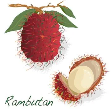 Rambutan. Vector illustration Stock Illustration