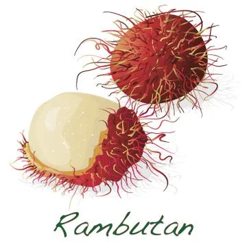 Rambutan. Vector illustration Stock Illustration