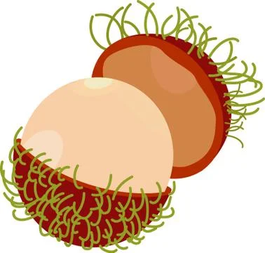 Rambutan vector isolated on white Stock Illustration