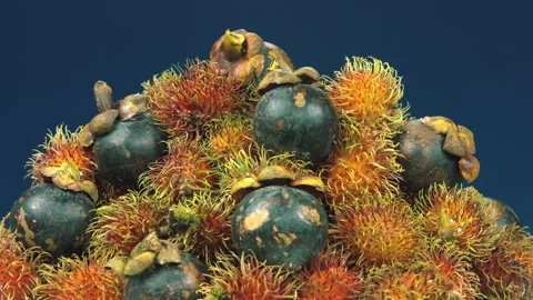 Rambutans and mangosteens on blue background in tropical fruits mountain Video stock 94548053