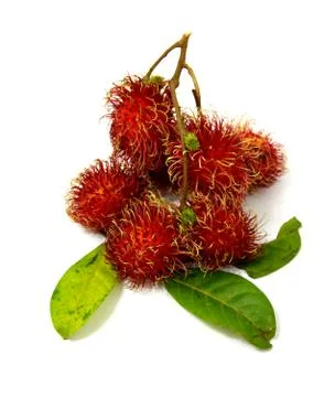 Rambutans Stock Photos