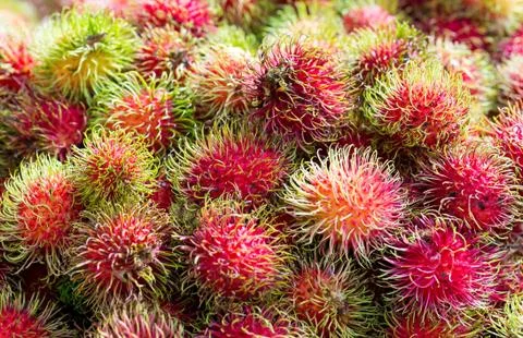 Rambutans 스톡 사진