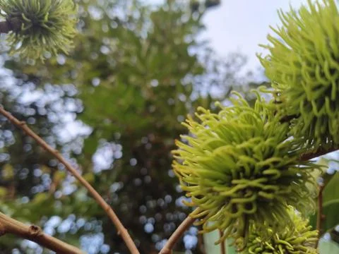Rambutans Stock Photos