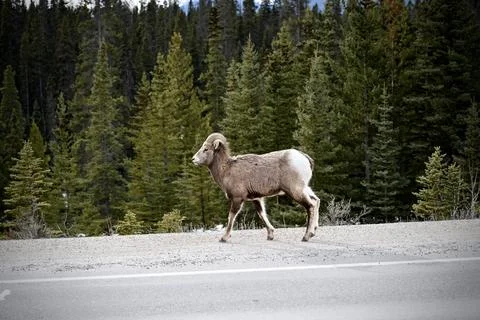 Ramhorn Sheep Fotos de archivo