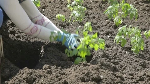 Raming tomato seedlings in soil Stock-Footage 7752526