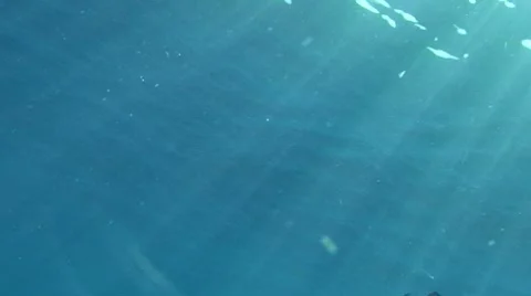 Ramora Stock Footage 7138331