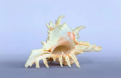 Ramose Murex Shell upside down view on a neutral background Stock Photos
