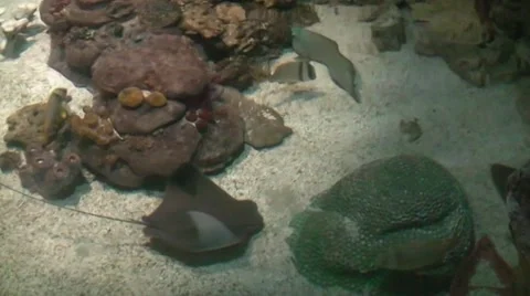 Ramp fish Vídeos de archivo 51366196