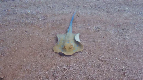 Ramp in the Red Sea Video stock 71953289